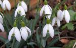 Snow tenderness or What do we know about snowdrops?