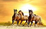 Kaj pomeni čreda konj v sanjah - razlage iz sanjskih knjig
