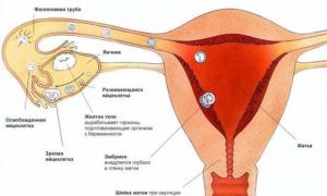 Sinais de gravidez durante a lactação