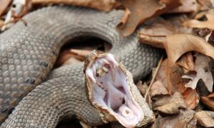 Kāpēc jūs sapņojat par čūskas kodumu un vai jums vajadzētu būt uzmanīgiem?